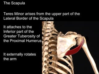The Scapula
Teres Minor arises from the upper part of the
Lateral Border of the Scapula
It attaches to the
Inferior part of the
Greater Tuberosity of
the Proximal Humerus
It externally rotates
the arm
 