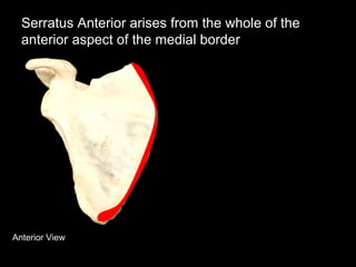 Anterior View
Serratus Anterior arises from the whole of the
anterior aspect of the medial border
 