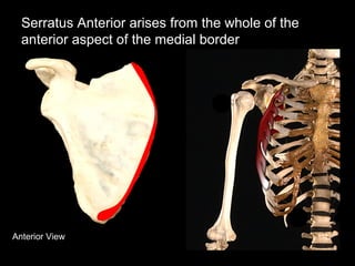 Anterior View
Serratus Anterior arises from the whole of the
anterior aspect of the medial border
 