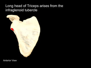 Anterior View
Long head of Triceps arises from the
infraglenoid tubercle
 