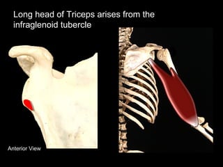 Anterior View
Long head of Triceps arises from the
infraglenoid tubercle
 