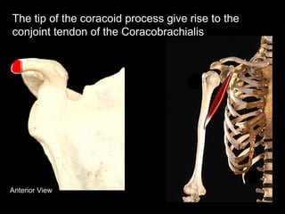 Anterior View
The tip of the coracoid process give rise to the
conjoint tendon of the Coracobrachialis
 