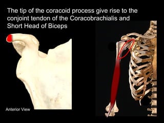 Anterior View
The tip of the coracoid process give rise to the
conjoint tendon of the Coracobrachialis and
Short Head of Biceps
 