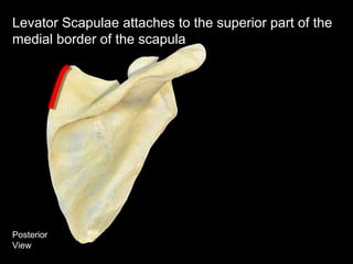 Posterior
View
Levator Scapulae attaches to the superior part of the
medial border of the scapula
 