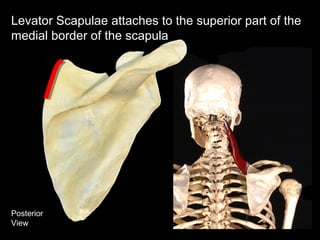 Posterior
View
Levator Scapulae attaches to the superior part of the
medial border of the scapula
 