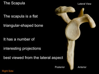 The Scapula
The scapula is a flat
triangular-shaped bone
It has a number of
interesting projections
best viewed from the lateral aspect
Lateral View
AnteriorPosterior
Right Side
 
