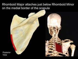Posterior
View
Rhomboid Major attaches just below Rhomboid Minor
on the medial border of the scapula
 
