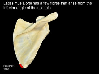 Posterior
View
Latissimus Dorsi has a few fibres that arise from the
inferior angle of the scapula
 