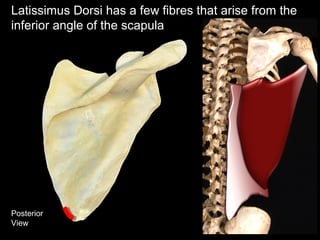 Posterior
View
Latissimus Dorsi has a few fibres that arise from the
inferior angle of the scapula
 