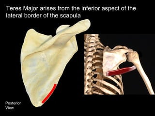 Posterior
View
Teres Major arises from the inferior aspect of the
lateral border of the scapula
 