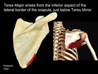 Posterior
View
Teres Major arises from the inferior aspect of the
lateral border of the scapula, just below Teres Minor
 