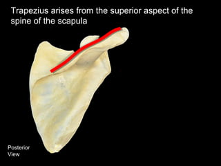 Posterior
View
Trapezius arises from the superior aspect of the
spine of the scapula
 