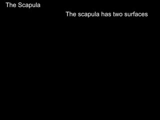 The Scapula
The scapula has two surfaces
 