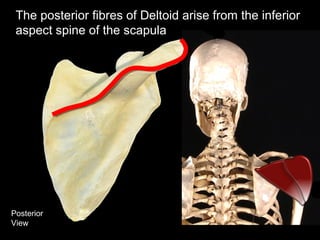 Posterior
View
The posterior fibres of Deltoid arise from the inferior
aspect spine of the scapula
 