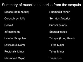 Summary of muscles that arise from the scapula
Biceps (both heads)
Coracobrachialis
Deltoid
Infraspinatus
Levator Scapulae
Latissimus Dorsi
Pectoralis Minor
Rhomboid Major
Rhomboid Minor
Serratus Anterior
Subscapularis
Supraspinatus
Triceps (Long Head)
Teres Major
Teres Minor
Trapezius
 