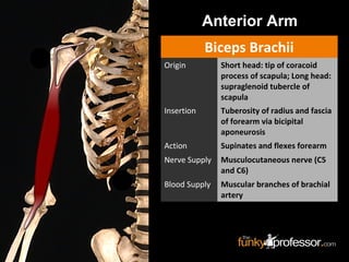 Anterior Arm
Biceps Brachii
Origin Short head: tip of coracoid
process of scapula; Long head:
supraglenoid tubercle of
scapula
Insertion Tuberosity of radius and fascia
of forearm via bicipital
aponeurosis
Action Supinates and flexes forearm
Nerve Supply Musculocutaneous nerve (C5
and C6)
Blood Supply Muscular branches of brachial
artery
 
