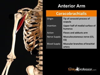 Anterior Arm
Coracobrachialis
Origin Tip of coracoid process of
scapula
Insertion Upper half of medial surface of
humerus
Action Flexes and adducts arm
Nerve Supply Musculocutaneous nerve (C5,
C6)
Blood Supply Muscular branches of brachial
artery
 