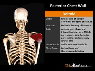 Deltoid
Origin Lateral third of clavicle,
acromion, and spine of scapula
Insertion Deltoid tuberosity of humerus
Action Anterior part: flexes and
internally rotates arm; Middle
part: abducts arm; Posterior
part: extends and externally
rotates arm
Nerve Supply Axillary nerve (C5 and C6)
Blood Supply Deltoid branch of
thoracoacromial artery
Posterior Chest Wall
 