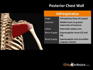 Posterior Chest Wall
Infraspinatus
Origin Infraspinous fossa of scapula
Insertion Middle facet on greater
tuberosity of humerus
Action Externally rotates arm
Nerve Supply Suprascapular nerve (C5 and
C6)
Blood Supply Suprascapular and circumflex
scapular arteries
 