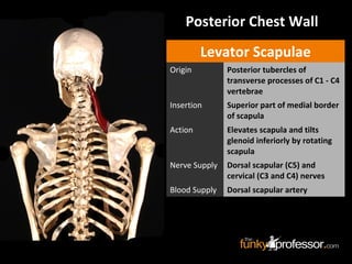 Posterior Chest Wall
Levator Scapulae
Origin Posterior tubercles of
transverse processes of C1 - C4
vertebrae
Insertion Superior part of medial border
of scapula
Action Elevates scapula and tilts
glenoid inferiorly by rotating
scapula
Nerve Supply Dorsal scapular (C5) and
cervical (C3 and C4) nerves
Blood Supply Dorsal scapular artery
 