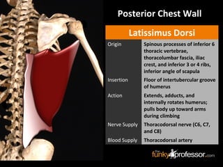 Posterior Chest Wall
Latissimus Dorsi
Origin Spinous processes of inferior 6
thoracic vertebrae,
thoracolumbar fascia, iliac
crest, and inferior 3 or 4 ribs,
inferior angle of scapula
Insertion Floor of intertubercular groove
of humerus
Action Extends, adducts, and
internally rotates humerus;
pulls body up toward arms
during climbing
Nerve Supply Thoracodorsal nerve (C6, C7,
and C8)
Blood Supply Thoracodorsal artery
 