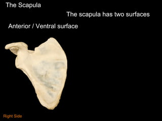 The Scapula
Anterior / Ventral surface
The scapula has two surfaces
Right Side
 