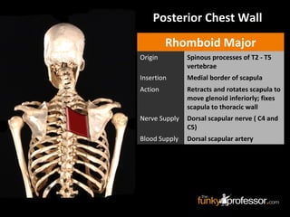 Posterior Chest Wall
Rhomboid Major
Origin Spinous processes of T2 - T5
vertebrae
Insertion Medial border of scapula
Action Retracts and rotates scapula to
move glenoid inferiorly; fixes
scapula to thoracic wall
Nerve Supply Dorsal scapular nerve ( C4 and
C5)
Blood Supply Dorsal scapular artery
 
