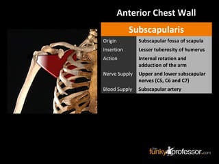 Subscapularis
Origin Subscapular fossa of scapula
Insertion Lesser tuberosity of humerus
Action Internal rotation and
adduction of the arm
Nerve Supply Upper and lower subscapular
nerves (C5, C6 and C7)
Blood Supply Subscapular artery
Anterior Chest Wall
 