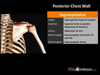 Posterior Chest Wall
Supraspinatus
Origin Supraspinous fossa of scapula
Insertion Superior facet on greater
tuberosity of humerus
Action Abduction of arm
Nerve Supply Suprascapular nerve (C4, C5
and C6)
Blood Supply Suprascapular artery
 