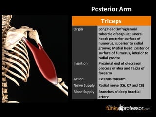 Triceps
Origin Long head: infraglenoid
tubercle of scapula; Lateral
head: posterior surface of
humerus, superior to radial
groove; Medial head: posterior
surface of humerus, inferior to
radial groove
Insertion Proximal end of olecranon
process of ulna and fascia of
forearm
Action Extends forearm
Nerve Supply Radial nerve (C6, C7 and C8)
Blood Supply Branches of deep brachial
artery
Posterior Arm
 
