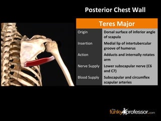 Posterior Chest Wall
Teres Major
Origin Dorsal surface of inferior angle
of scapula
Insertion Medial lip of intertubercular
groove of humerus
Action Adducts and internally rotates
arm
Nerve Supply Lower subscapular nerve (C6
and C7)
Blood Supply Subscapular and circumflex
scapular arteries
 