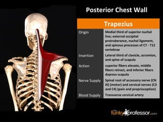 Posterior Chest Wall
Trapezius
Origin Medial third of superior nuchal
line; external occipital
protruberance, nuchal ligament,
and spinous processes of C7 - T12
vertebrae
Insertion Lateral third of clavicle, acromion,
and spine of scapula
Action superior fibers elevate, middle
fibers retract, and inferior fibers
depress scapula
Nerve Supply Spinal root of accessory nerve (CN
XI) (motor) and cervical nerves (C3
and C4) (pain and proprioception)
Blood Supply Transverse cervical artery
 