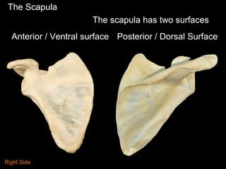 The Scapula
Anterior / Ventral surface Posterior / Dorsal Surface
The scapula has two surfaces
Right Side
 