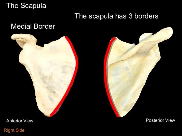 scapula