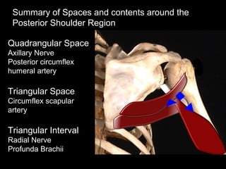 Axillary Triangular Space Slideshow: Shoulder Region Posterior | PPT