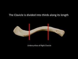 Slideshow: Clavicle | PPT