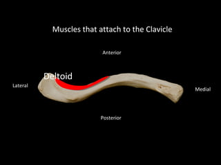 deltoid tuberosity clavicle
