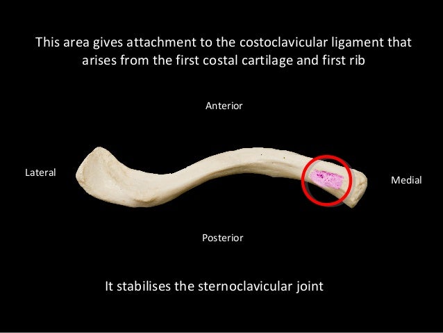 Slideshow: Clavicle