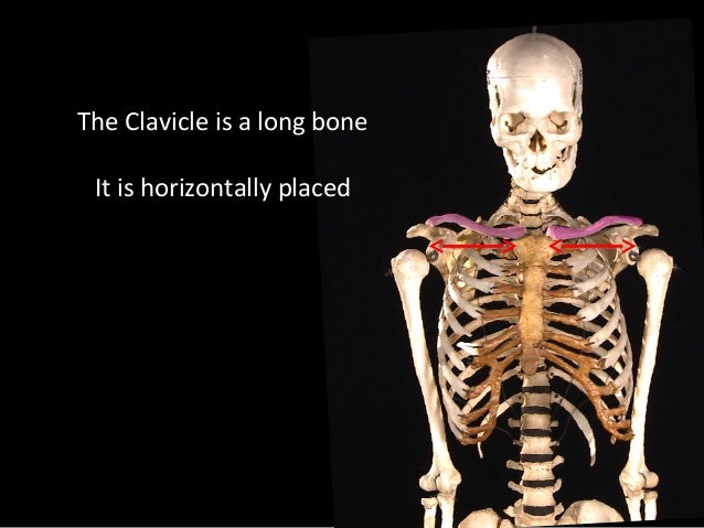 Slideshow: Clavicle