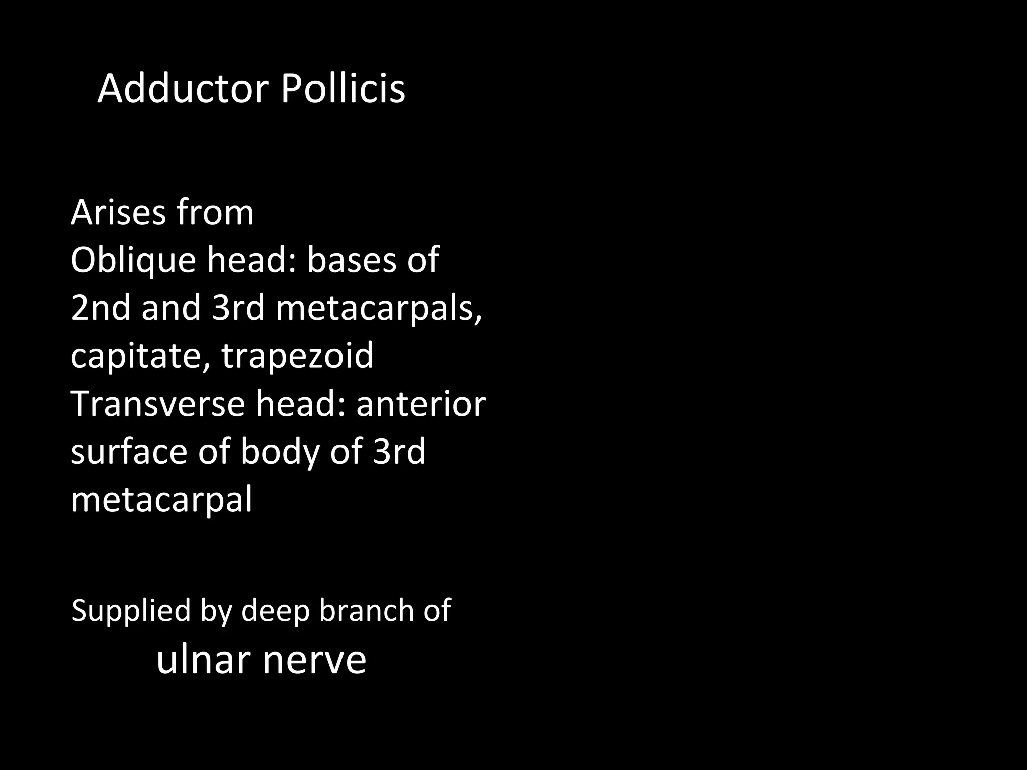 Adductor Pollicis
Arises from
Oblique head: bases of
2nd and 3rd metacarpals,
capitate, trapezoid
Transverse head: anterior
surface of body of 3rd
metacarpal
Supplied by deep branch of
ulnar nerve
 