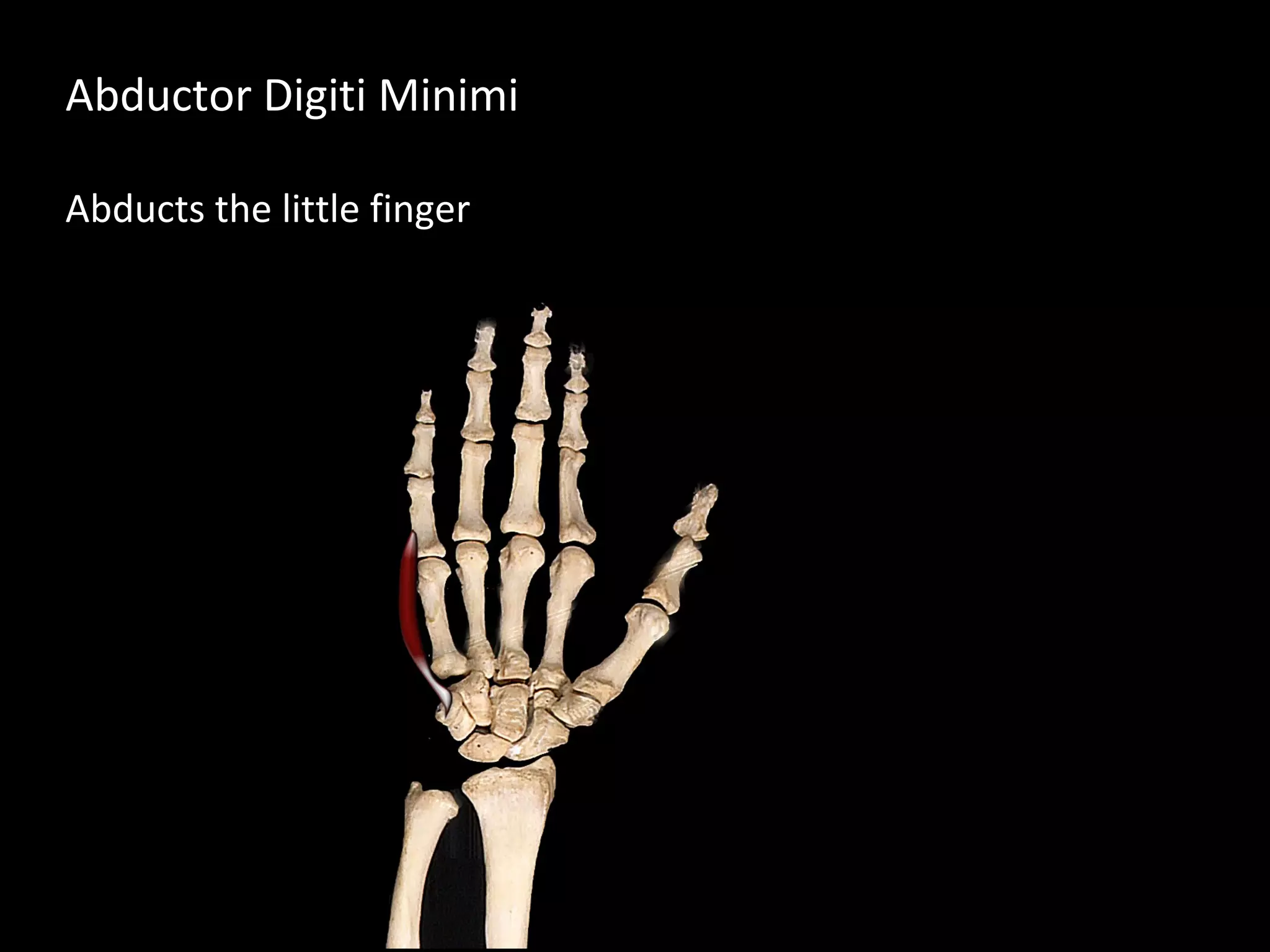 Abductor Digiti Minimi
Abducts the little finger
 
