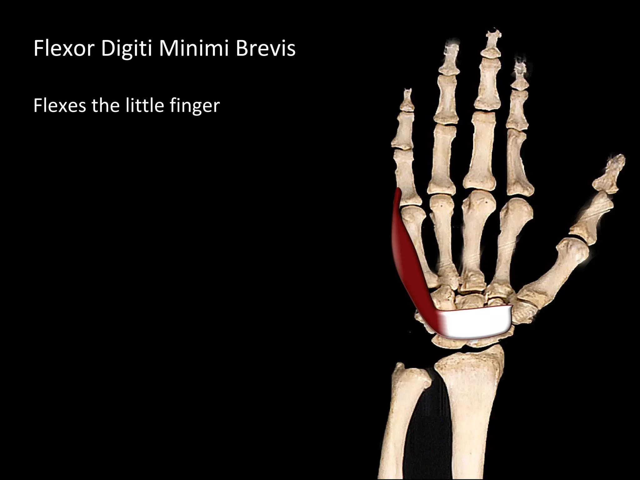 Flexor Digiti Minimi Brevis
Flexes the little finger
 