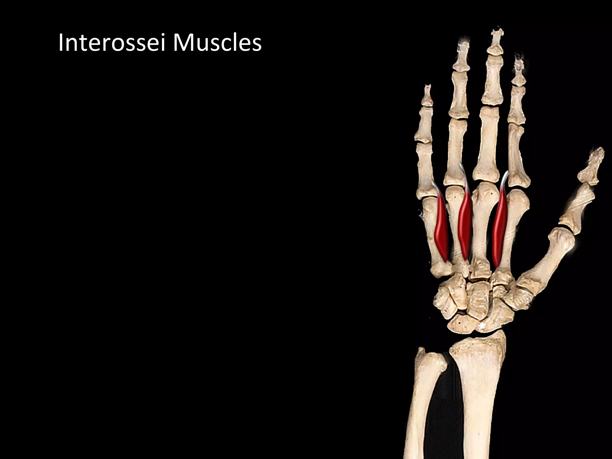 Interossei Muscles
 