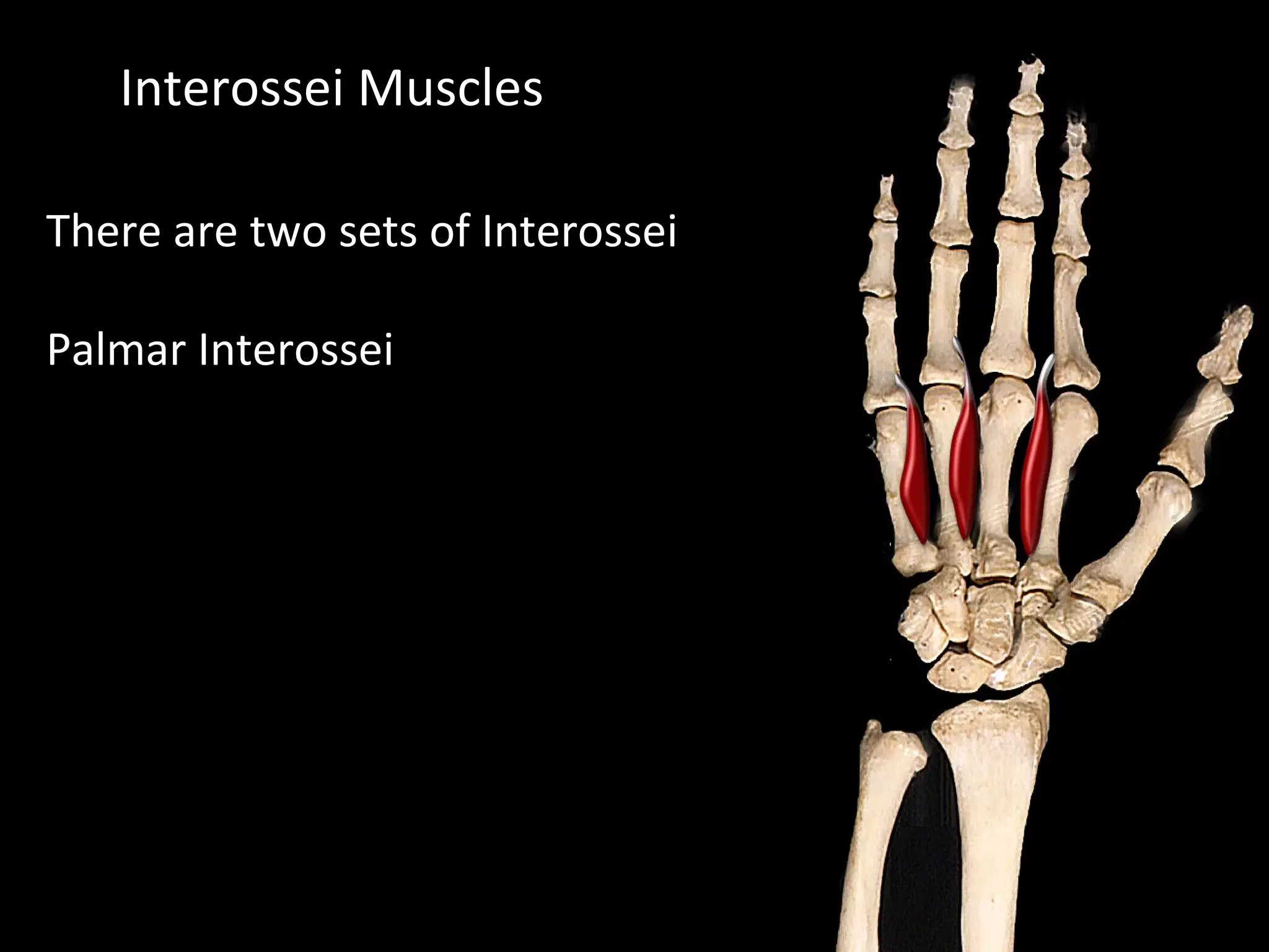 Interossei Muscles
There are two sets of Interossei
Palmar Interossei
 
