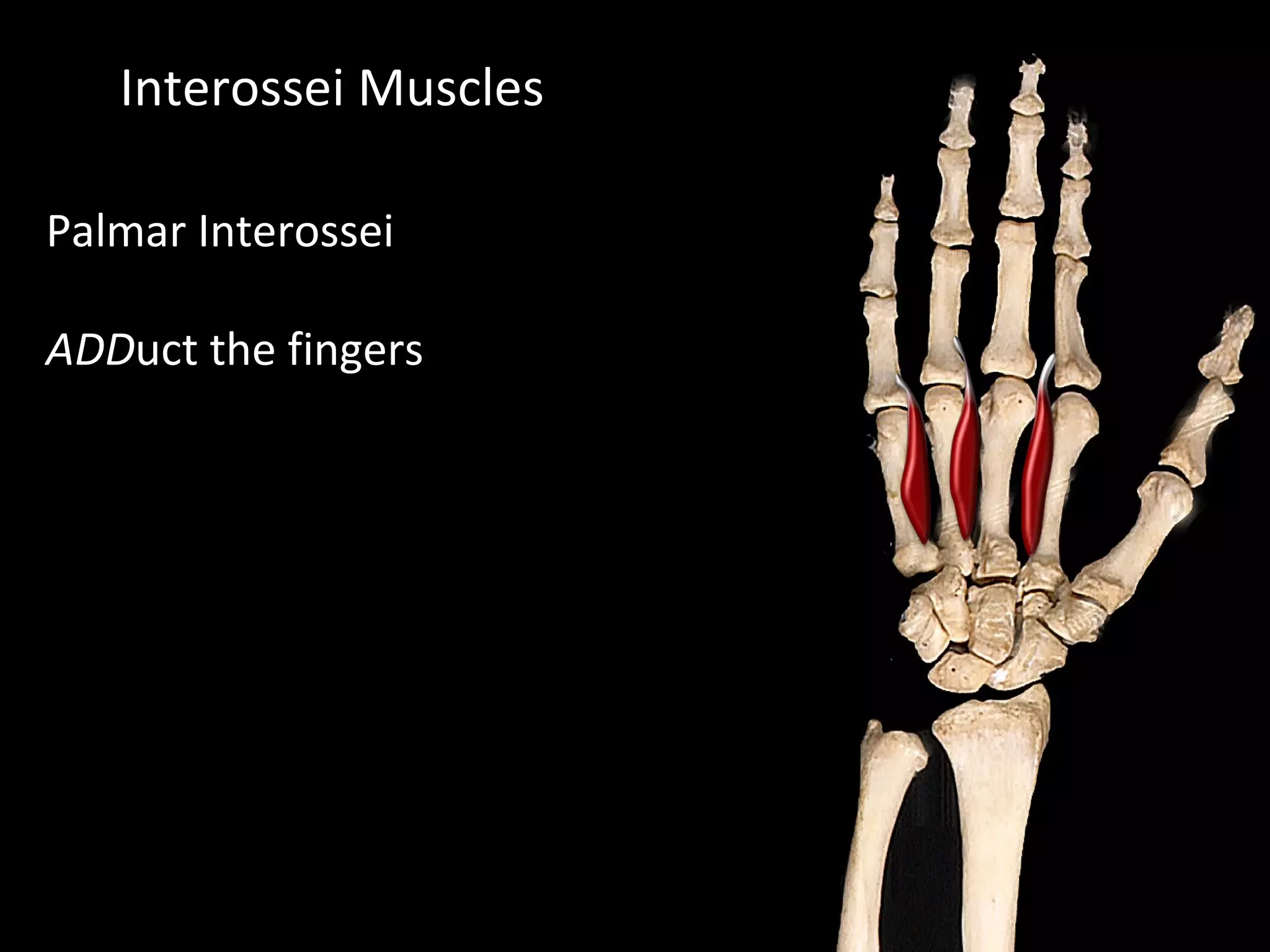 Interossei Muscles
Palmar Interossei
ADDuct the fingers
 