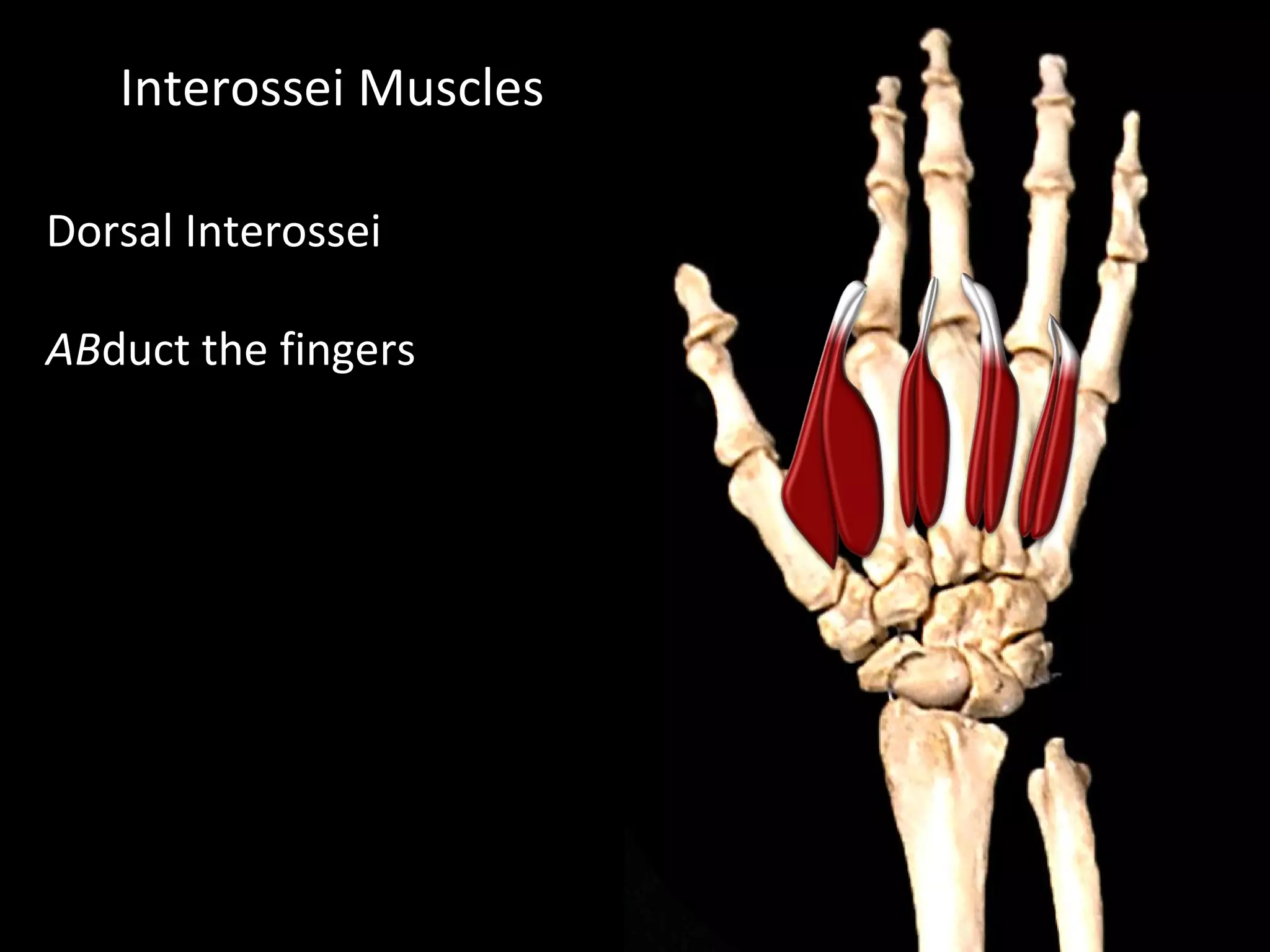 Interossei Muscles
Dorsal Interossei
ABduct the fingers
 
