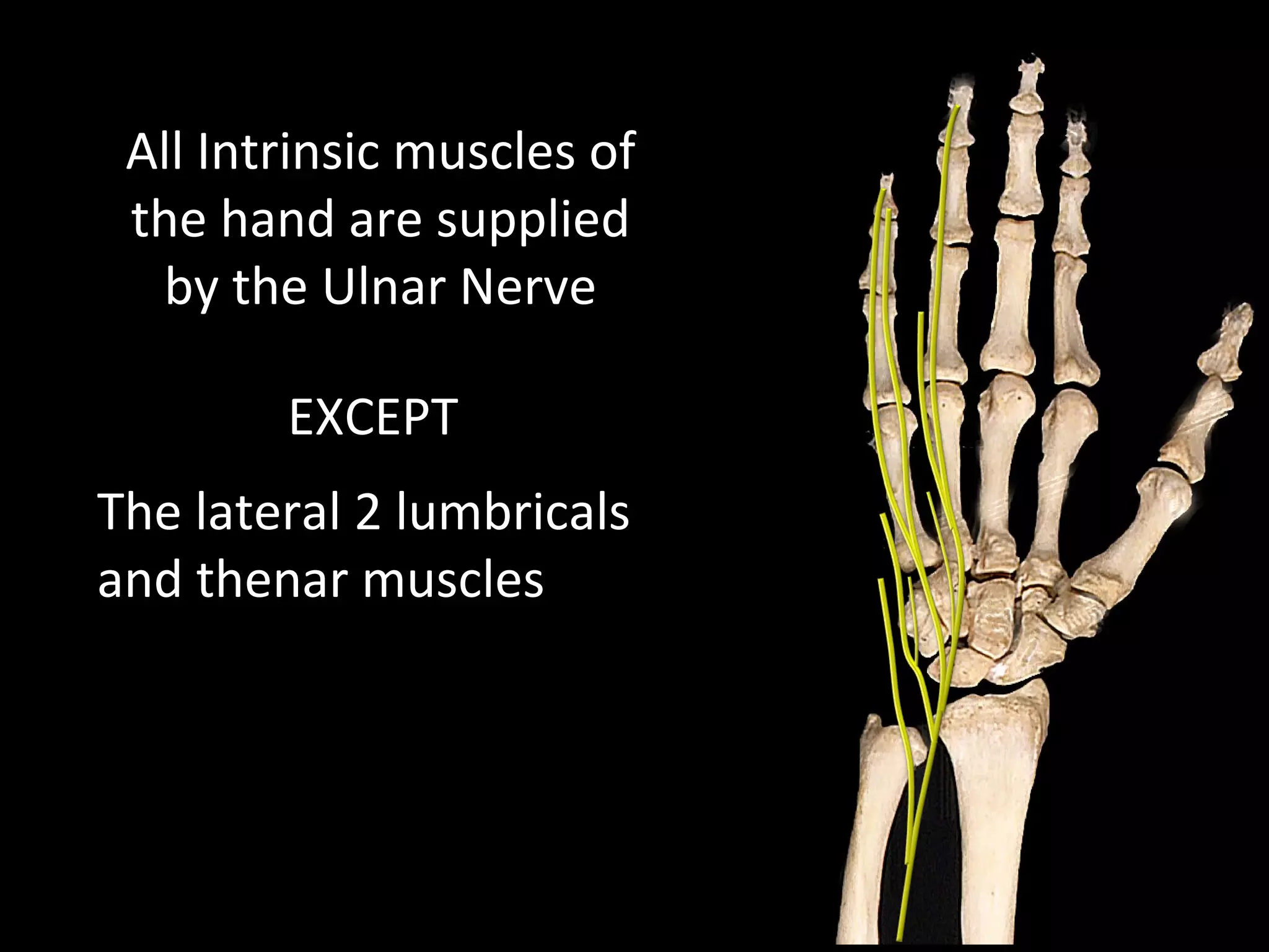 All Intrinsic muscles of
the hand are supplied
by the Ulnar Nerve
EXCEPT
The lateral 2 lumbricals
and thenar muscles
 