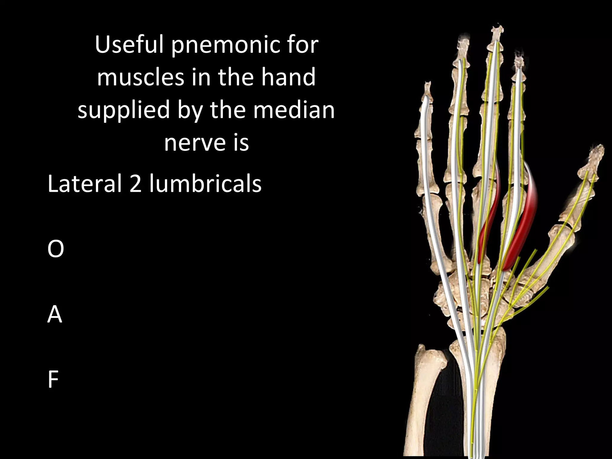 Useful pnemonic for
muscles in the hand
supplied by the median
nerve is
Lateral 2 lumbricals
O
A
F
 