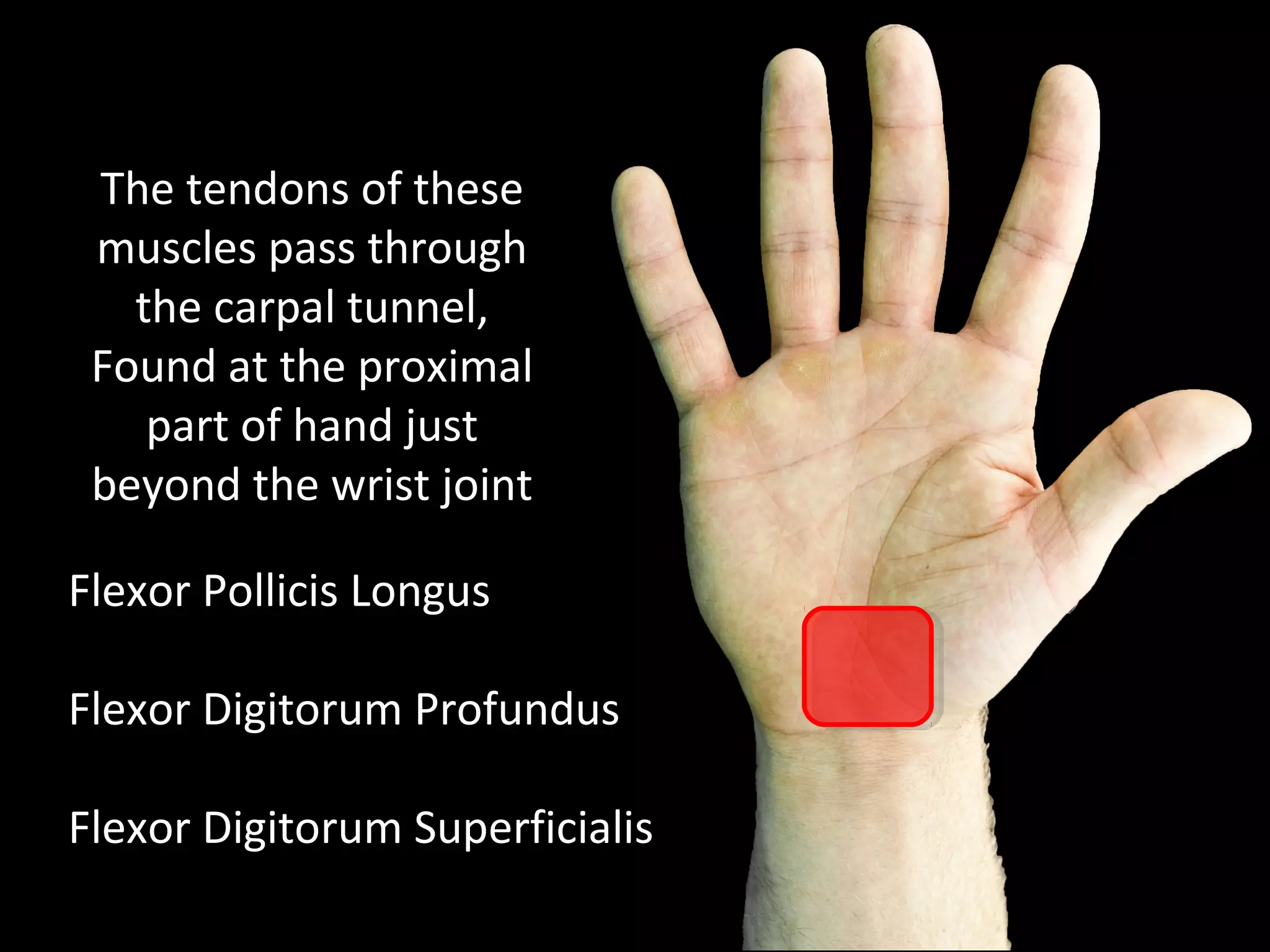 Flexor Pollicis Longus
Flexor Digitorum Profundus
Flexor Digitorum Superficialis
The tendons of these
muscles pass through
the carpal tunnel,
Found at the proximal
part of hand just
beyond the wrist joint
 