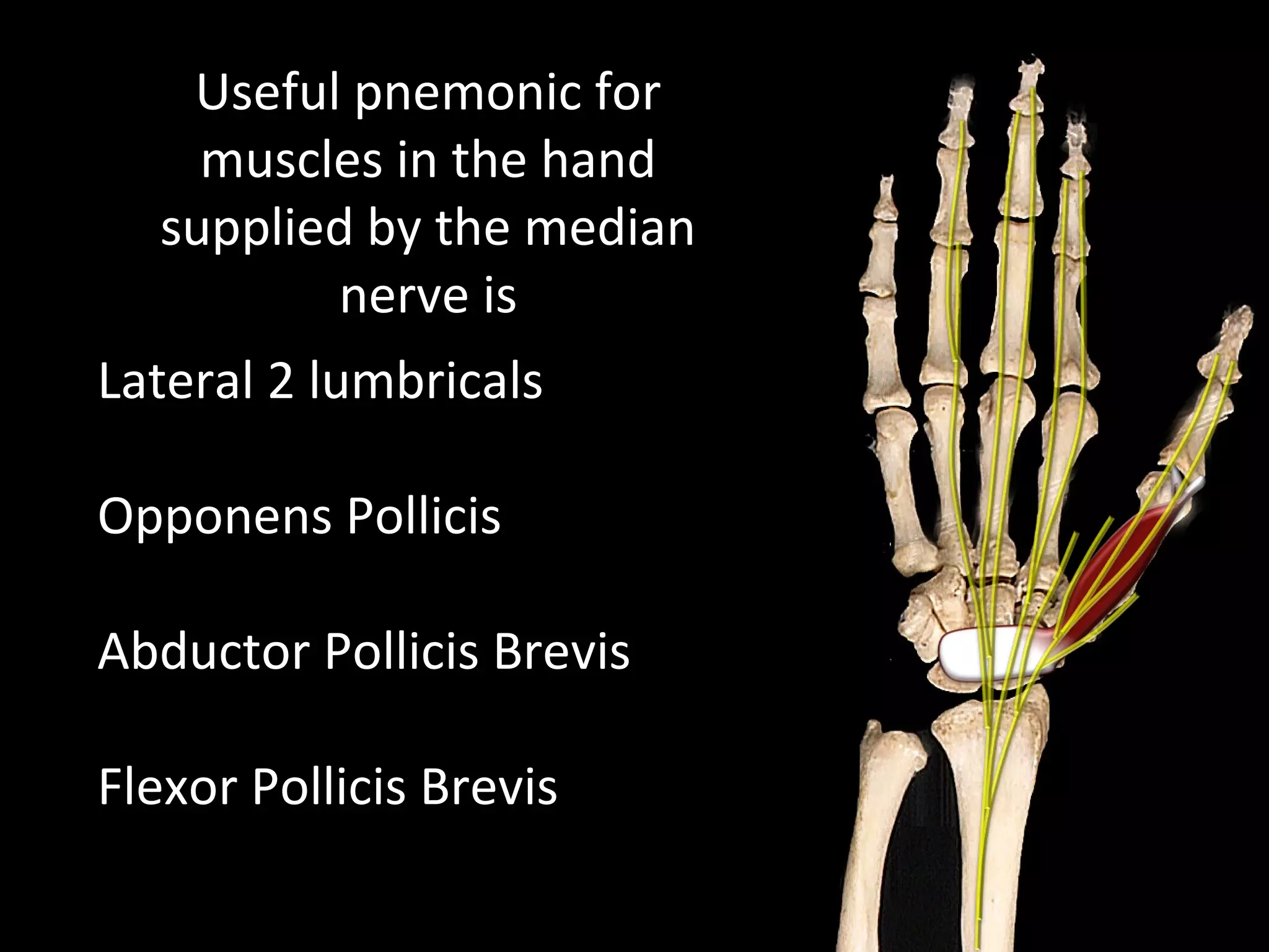 Useful pnemonic for
muscles in the hand
supplied by the median
nerve is
Lateral 2 lumbricals
Opponens Pollicis
Abductor Pollicis Brevis
Flexor Pollicis Brevis
 